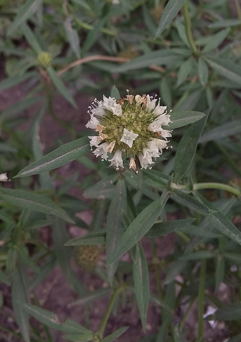 Bouquet False Buttonweed photo 6
