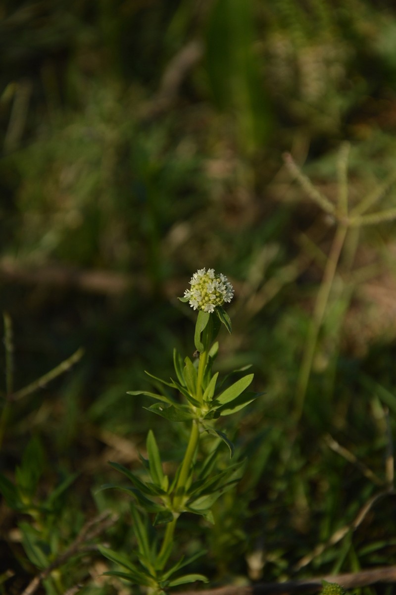 Bouquet False Buttonweed photo 7