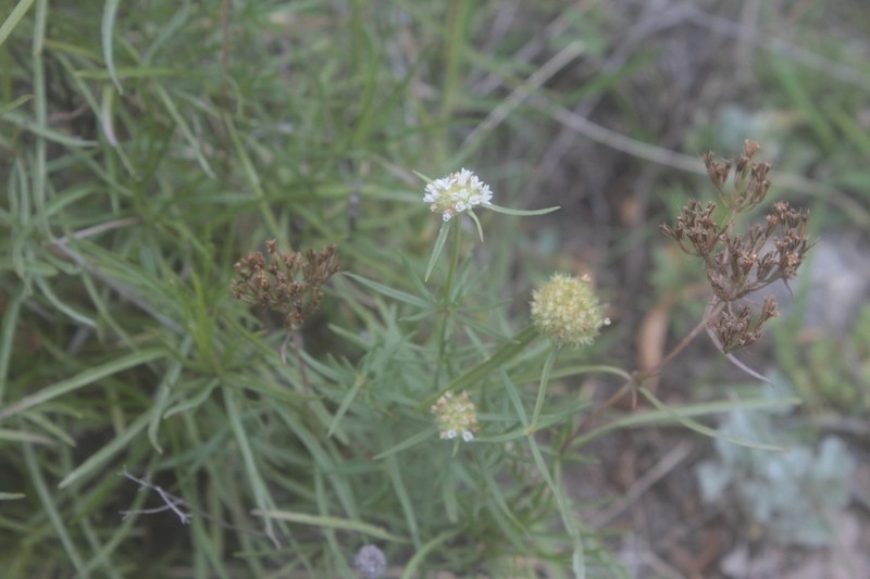 Bouquet False Buttonweed photo 8