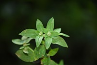 Pacific False Buttonweed