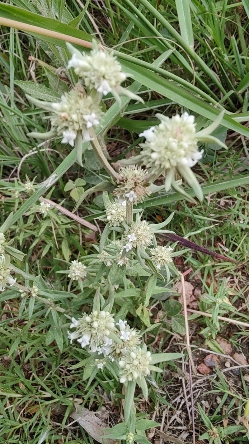 Whorled-Leaf False Buttonweed