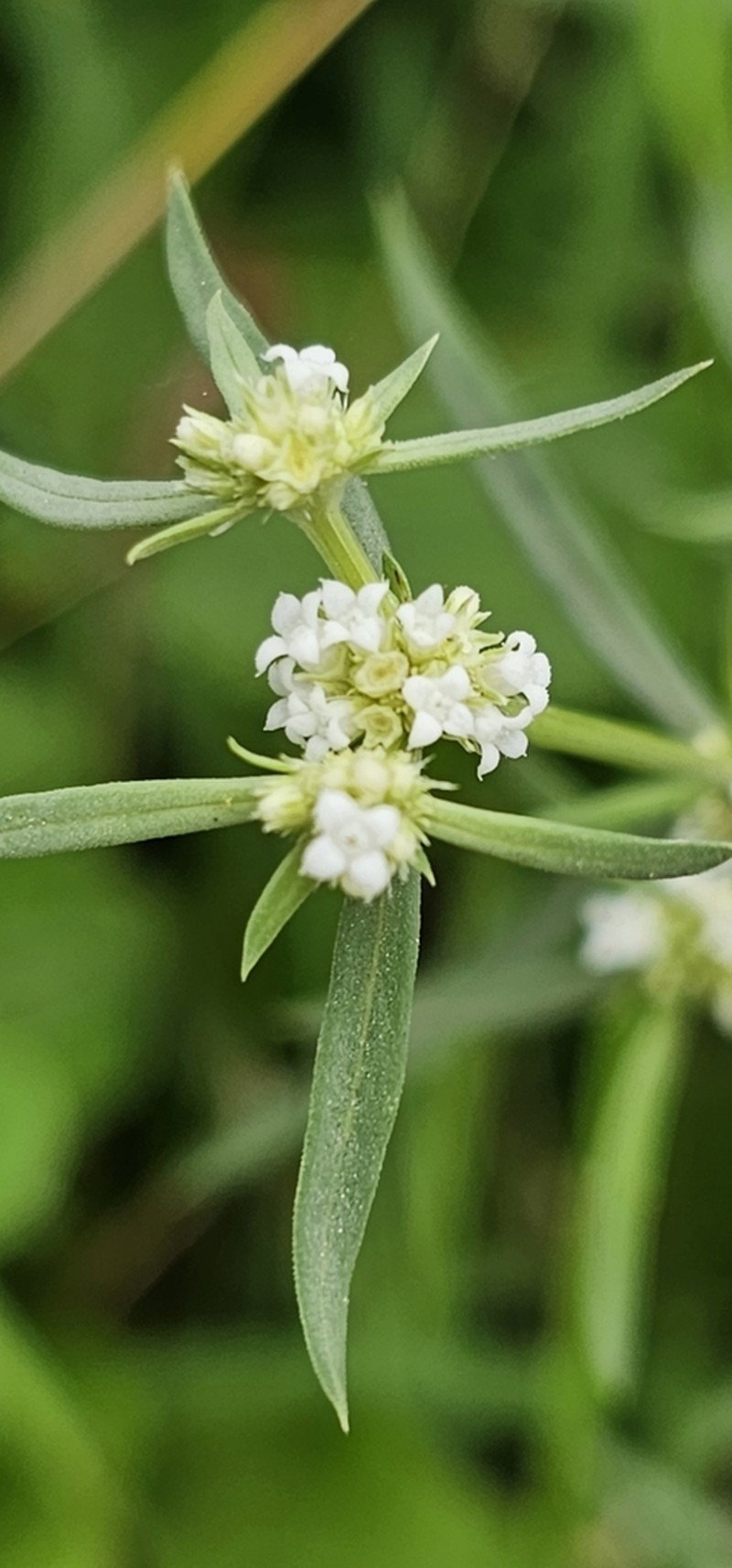 Whorled-Leaf False Buttonweed photo 2