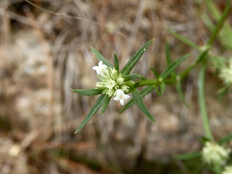 Whorled-Leaf False Buttonweed photo 3