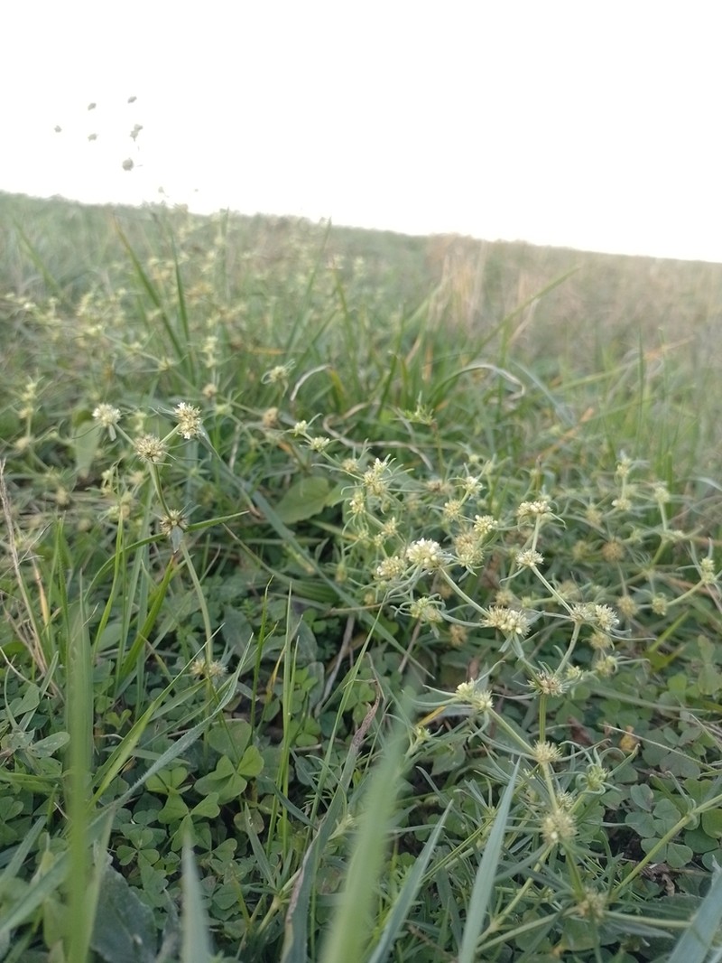 Whorled-Leaf False Buttonweed photo 4