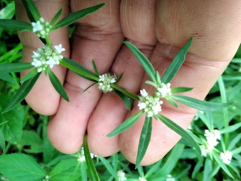 Whorled-Leaf False Buttonweed photo 5