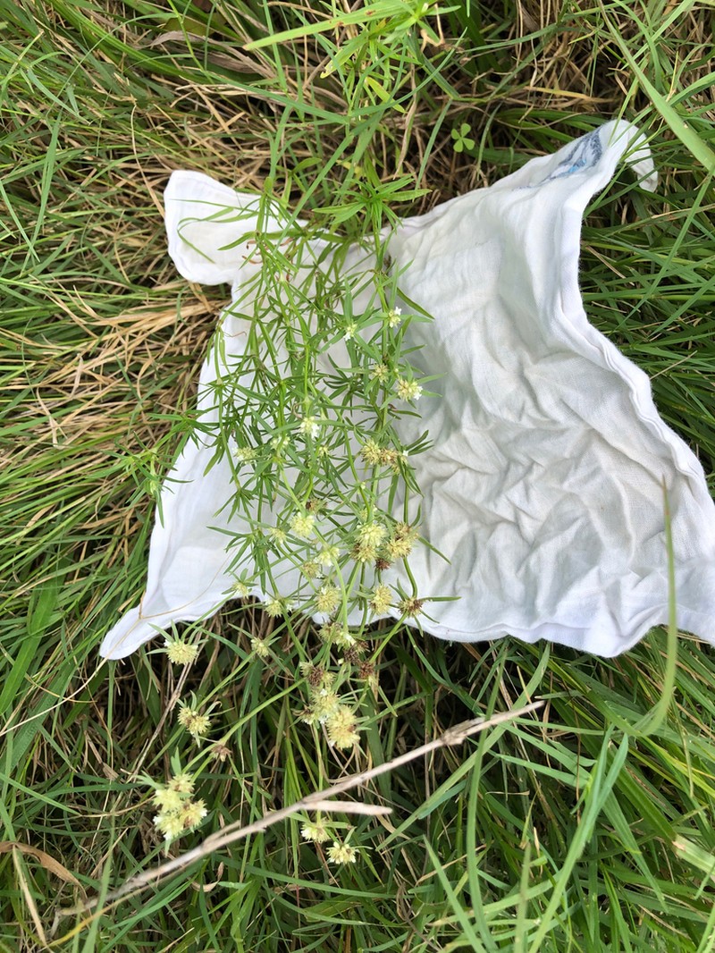 Whorled-Leaf False Buttonweed photo 6