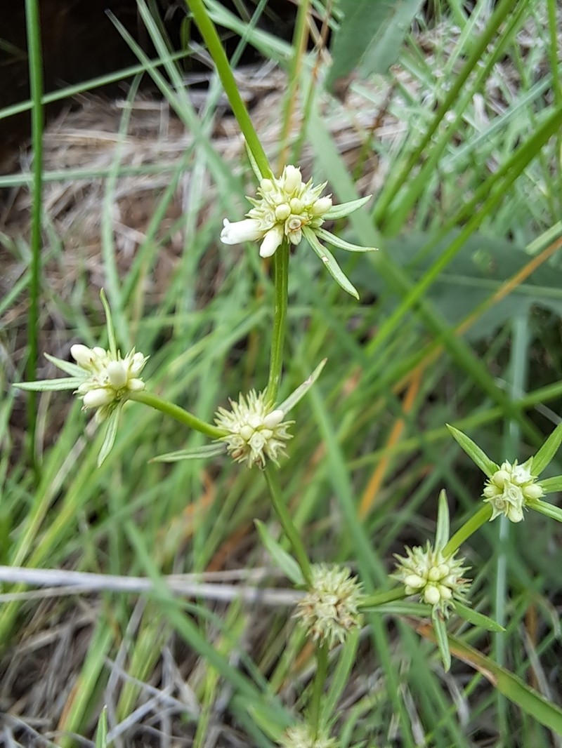 Whorled-Leaf False Buttonweed photo 7
