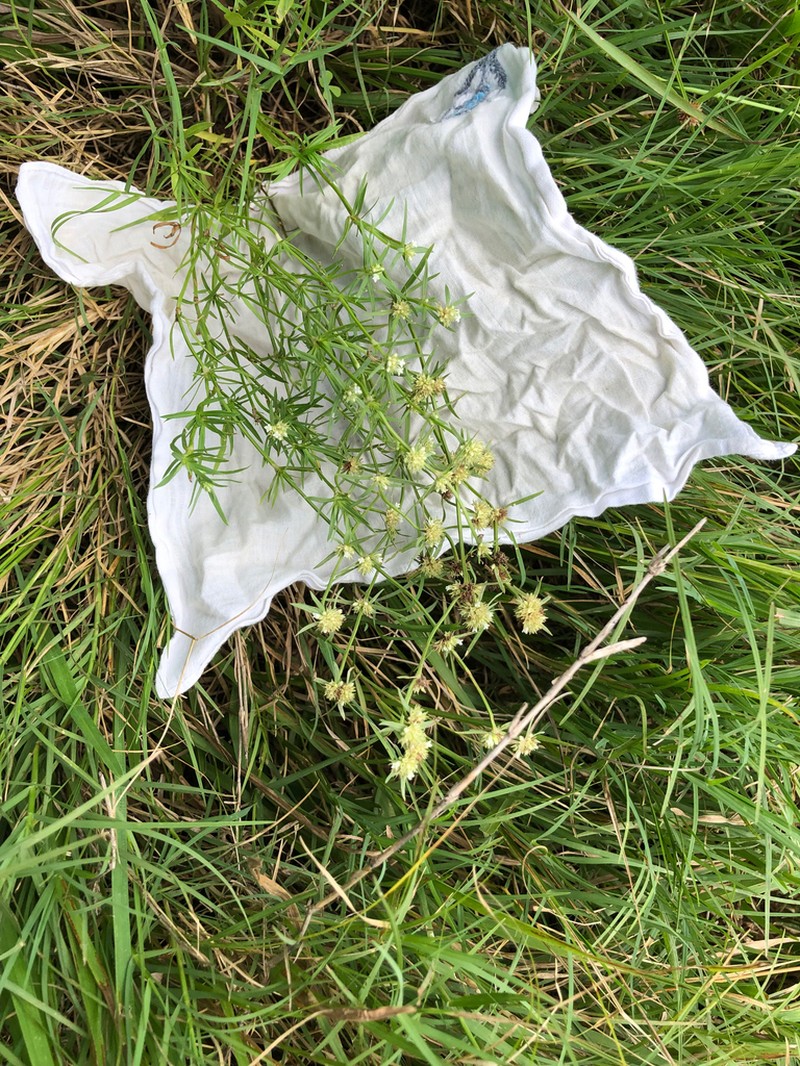Whorled-Leaf False Buttonweed photo 8