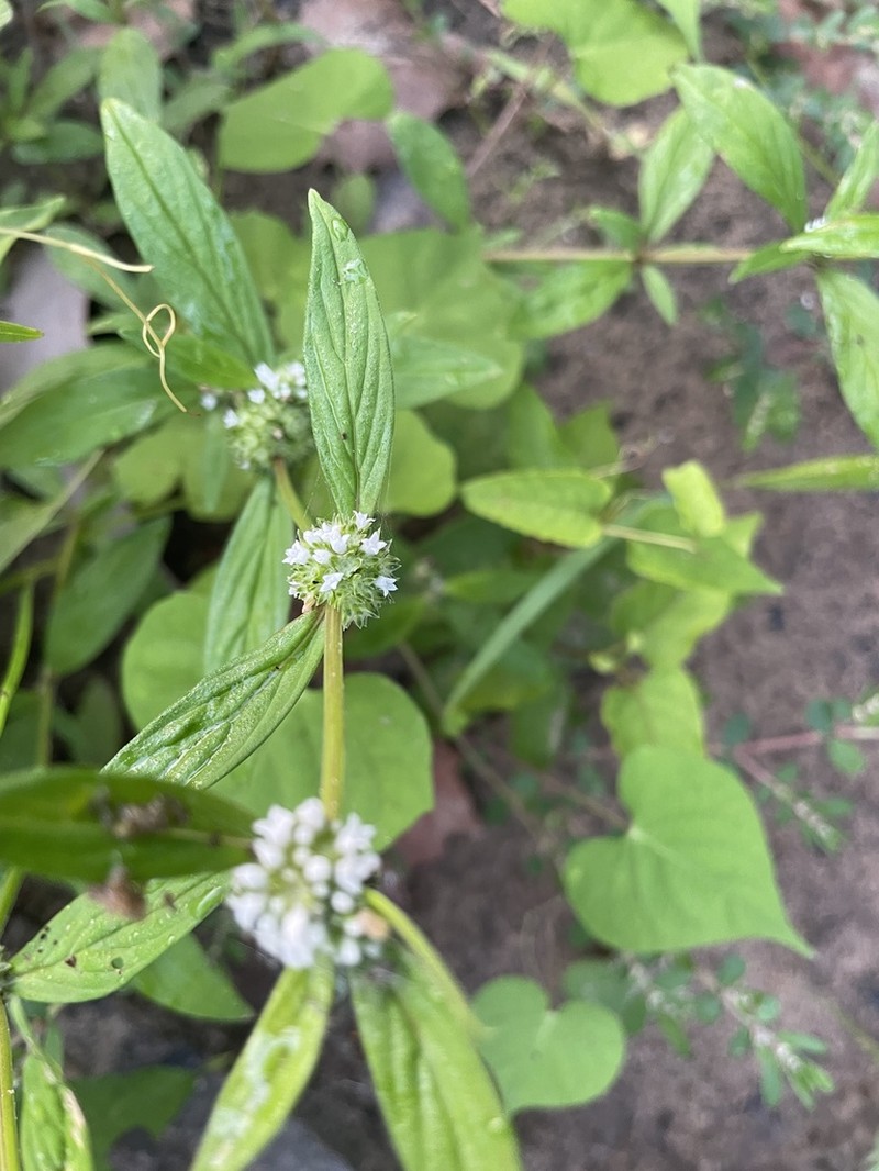 Smooth False Buttonweed