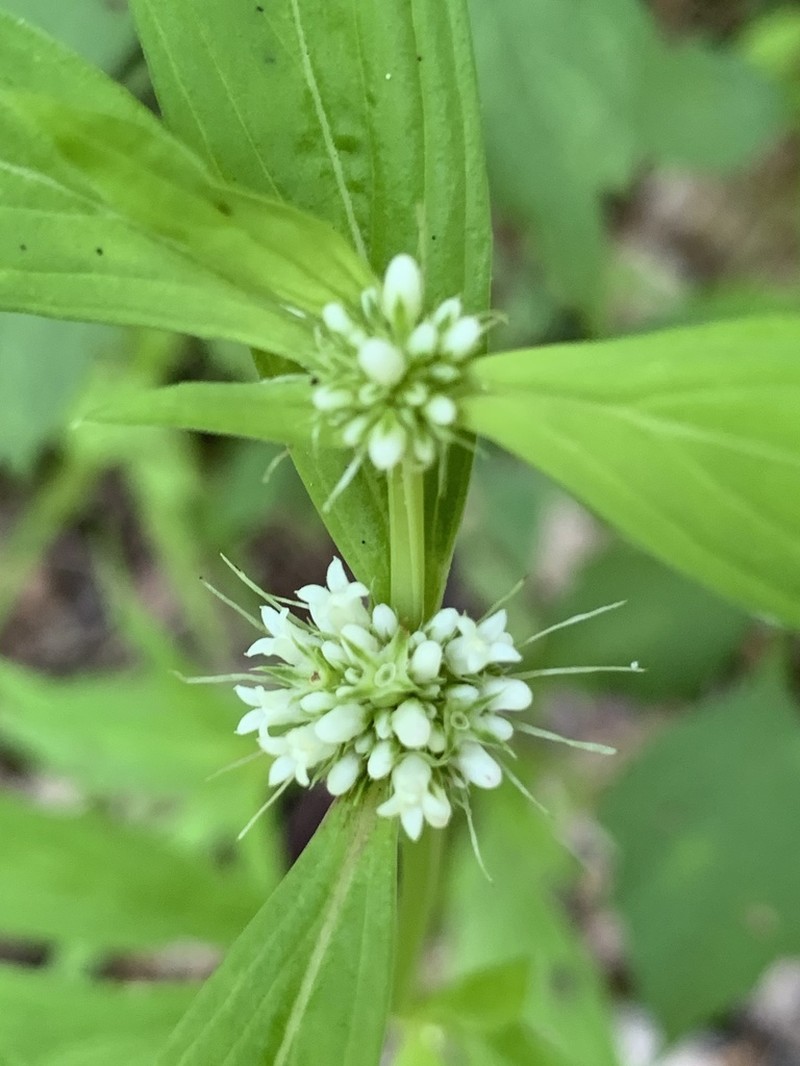 Smooth False Buttonweed photo 2