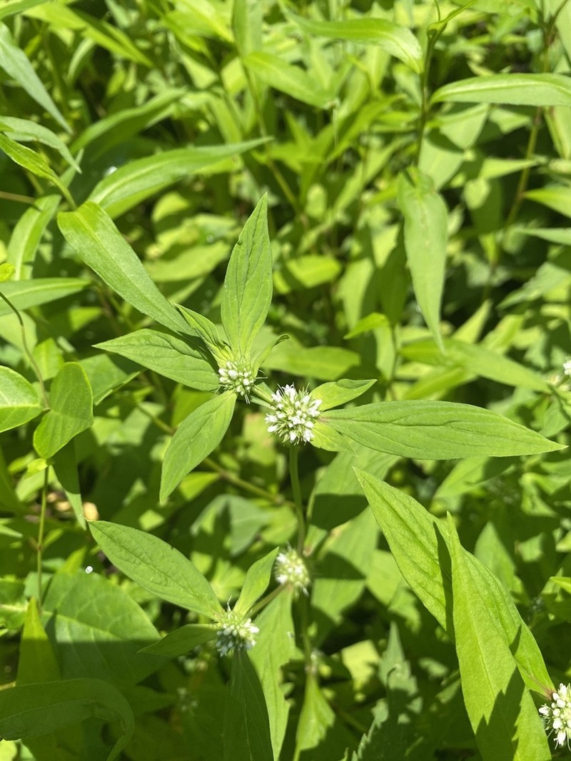 Smooth False Buttonweed photo 3
