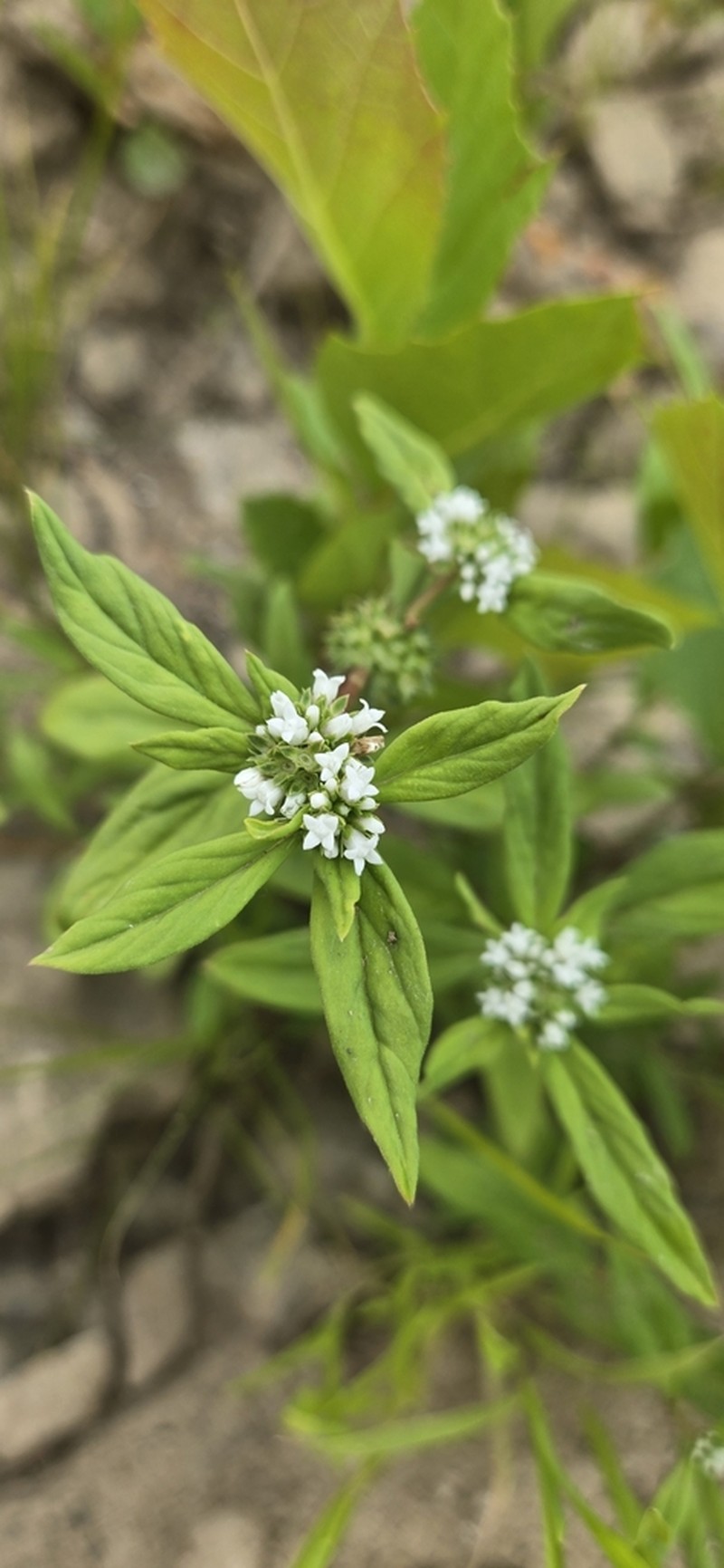 Smooth False Buttonweed photo 4