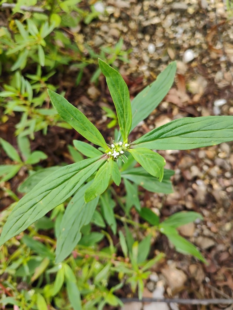Smooth False Buttonweed photo 5