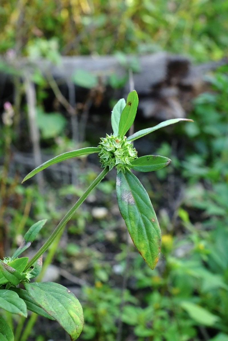 Smooth False Buttonweed photo 6