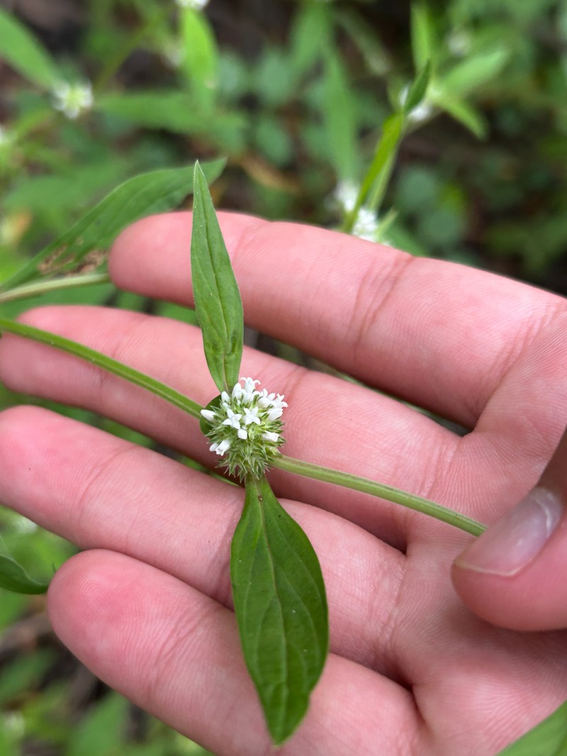 Smooth False Buttonweed photo 7