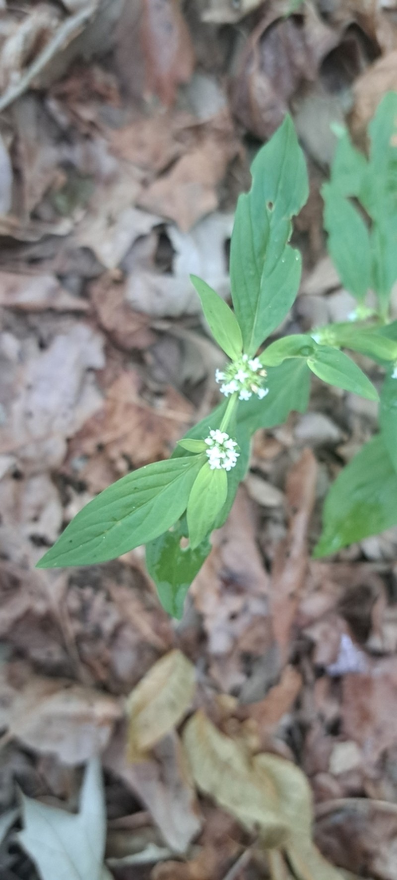 Smooth False Buttonweed photo 8