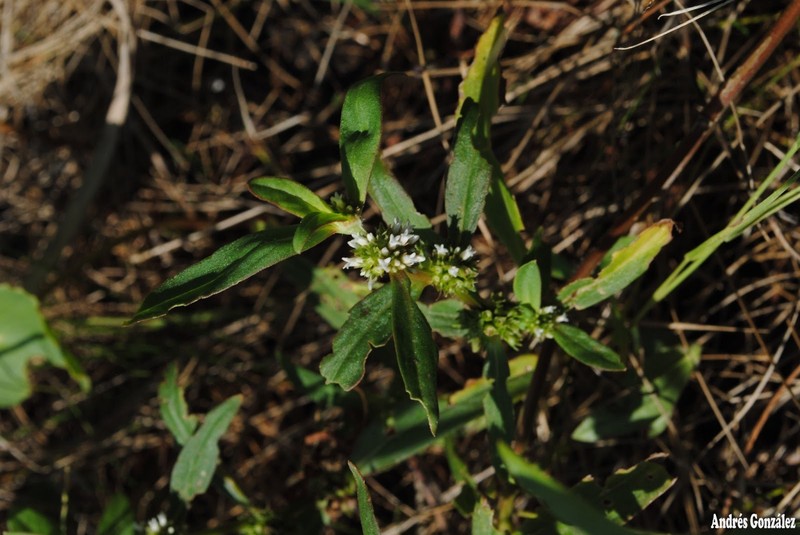 Smooth False Buttonweed