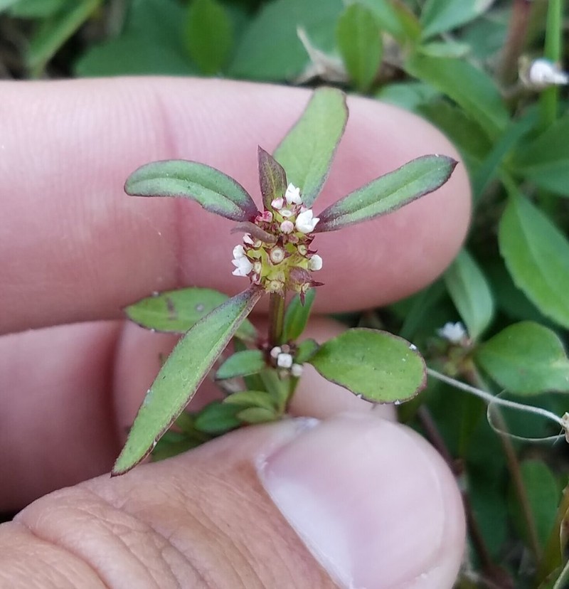 Florida False Buttonweed