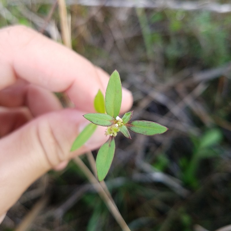 Florida False Buttonweed photo 2