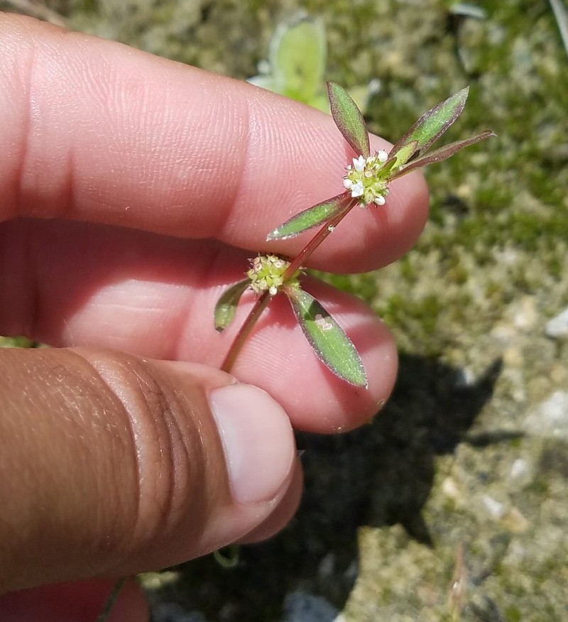 Florida False Buttonweed photo 3