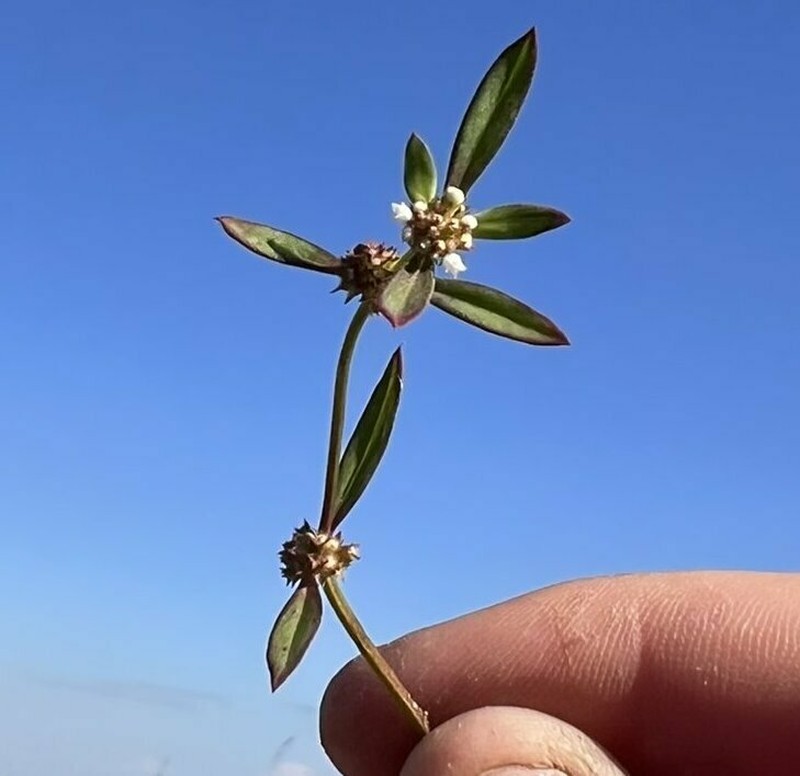 Florida False Buttonweed photo 4