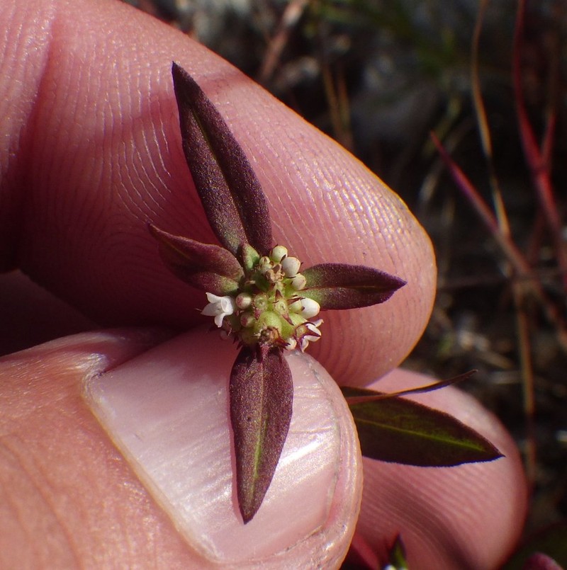 Florida False Buttonweed photo 5
