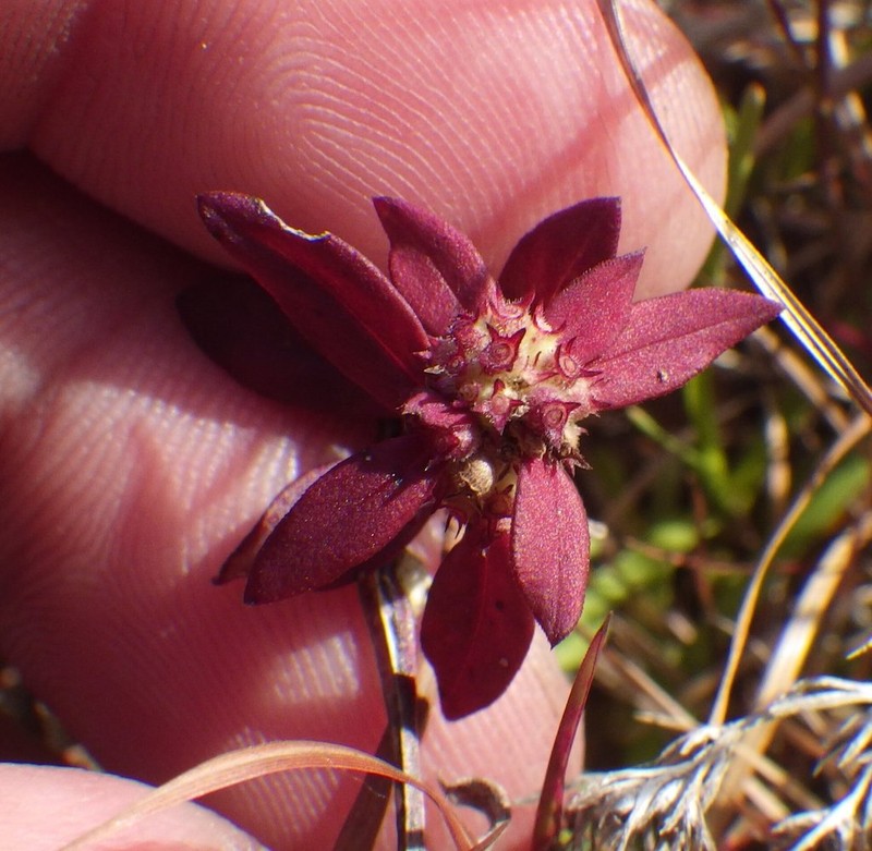 Florida False Buttonweed photo 6