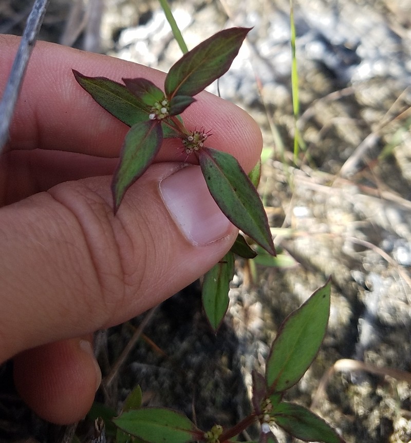 Florida False Buttonweed photo 7