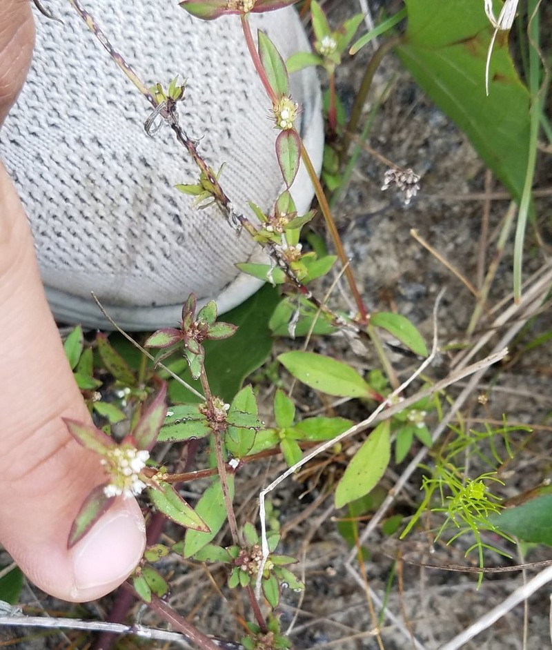 Florida False Buttonweed photo 8