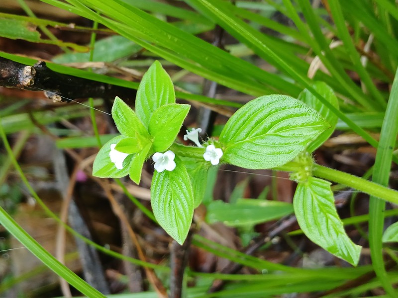Oval-Leaf False Buttonweed photo 5