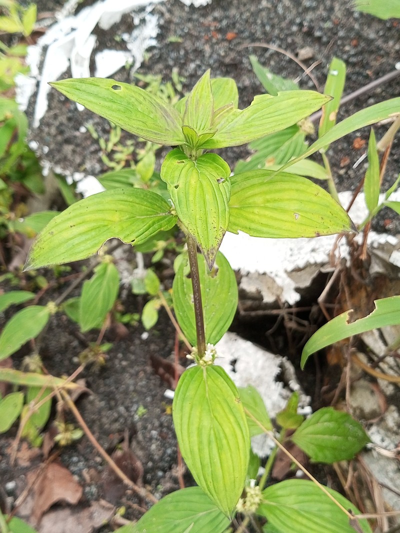 Oval-Leaf False Buttonweed photo 6