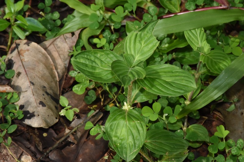 Oval-Leaf False Buttonweed photo 2