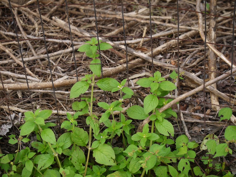 Oval-Leaf False Buttonweed photo 3