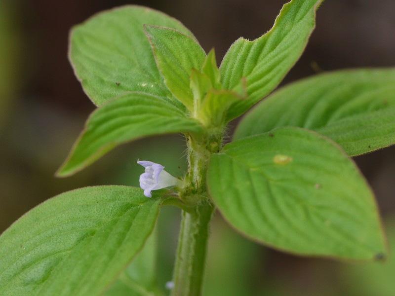 Oval-Leaf False Buttonweed photo 4