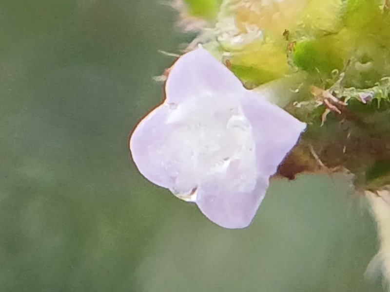 Oval-Leaf False Buttonweed photo 7