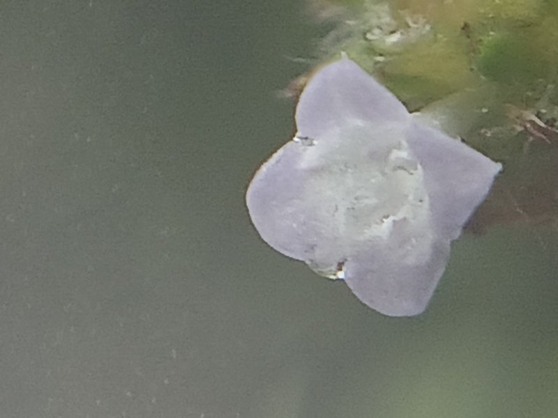 Oval-Leaf False Buttonweed photo 8
