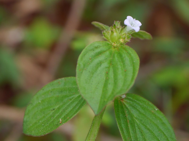 Oval-Leaf False Buttonweed