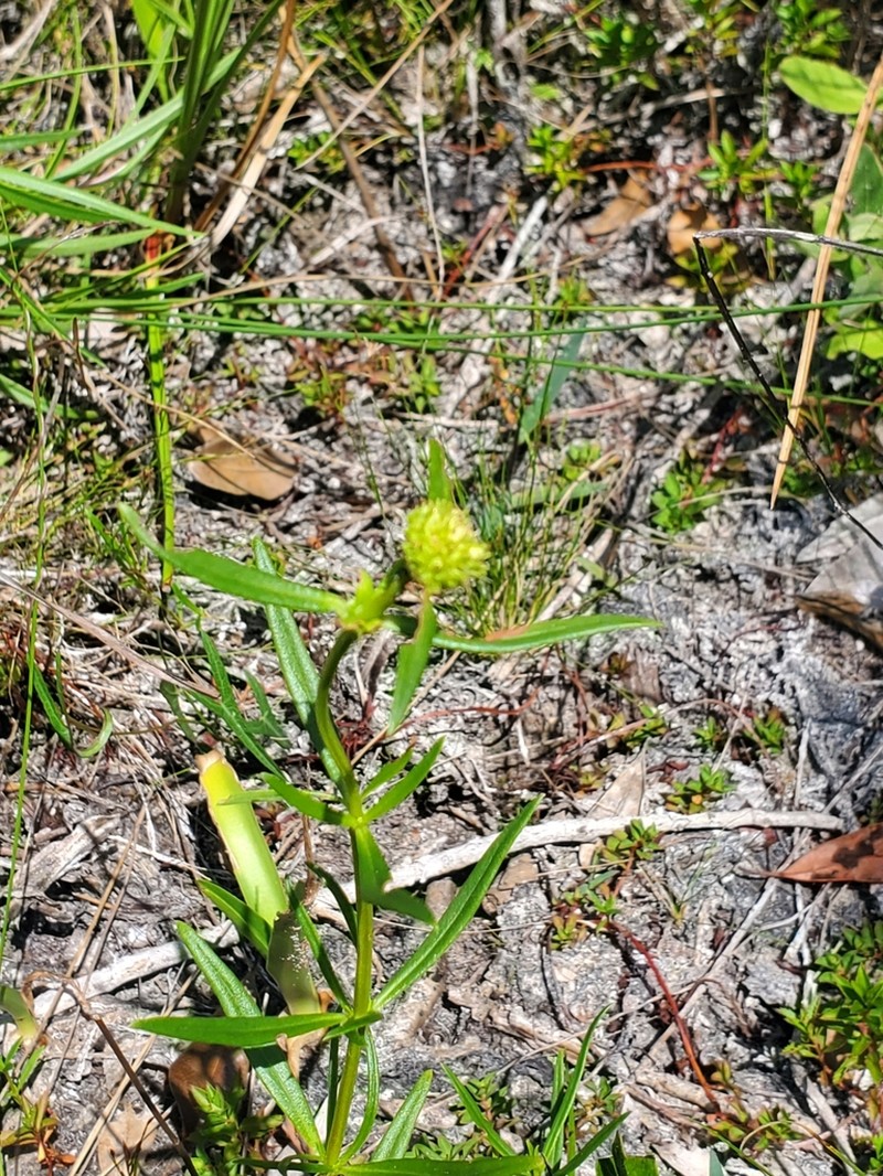 Spermacoce neoterminalis photo 2
