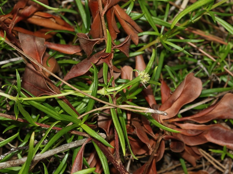 Spermacoce neoterminalis photo 3