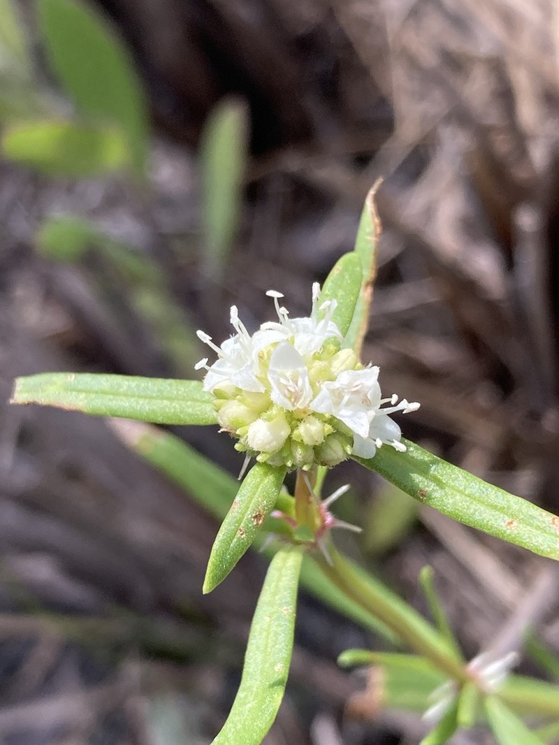 Spermacoce neoterminalis photo 4