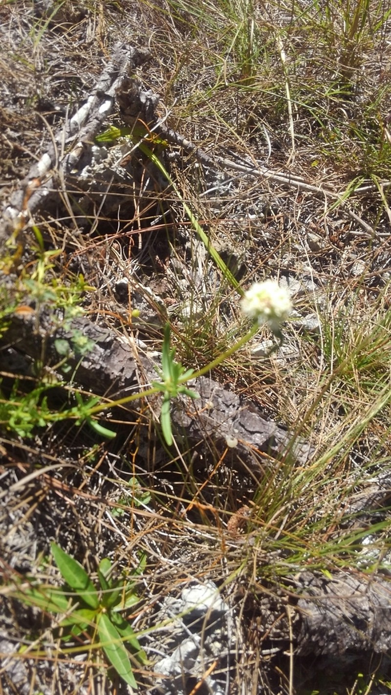 Spermacoce neoterminalis photo 5