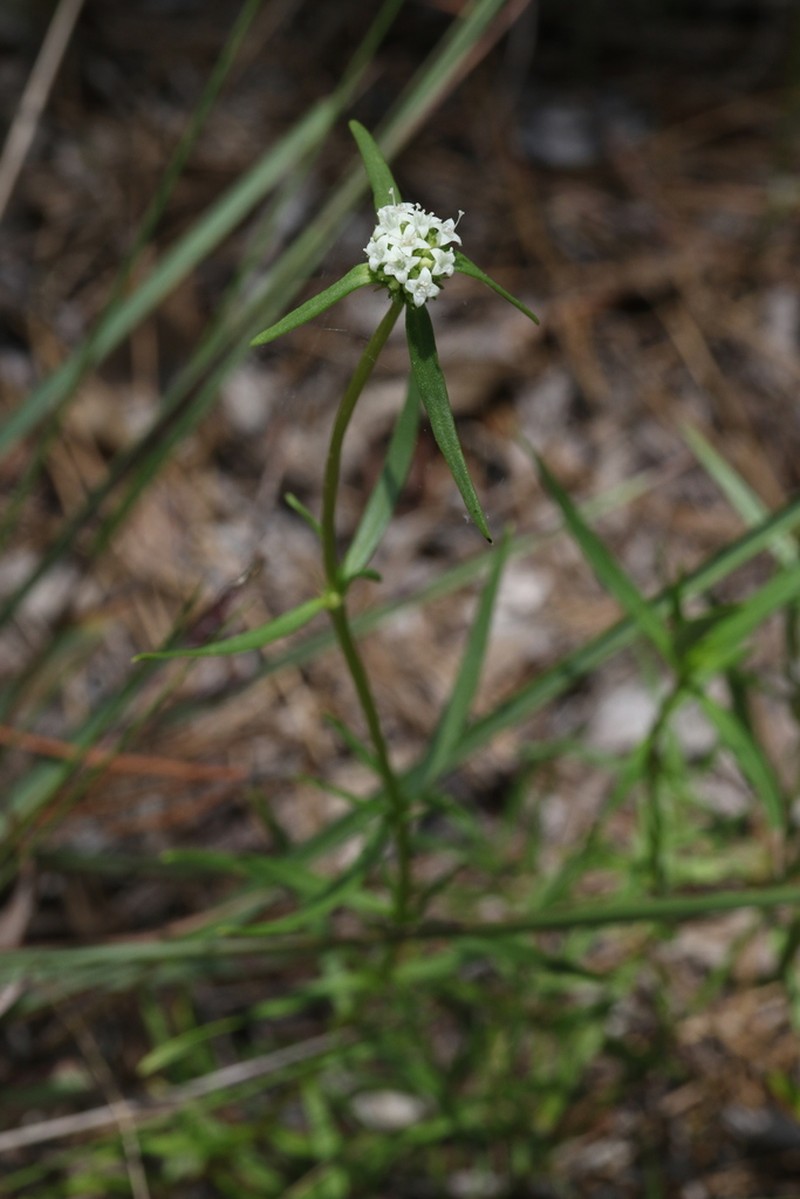 Spermacoce neoterminalis photo 6