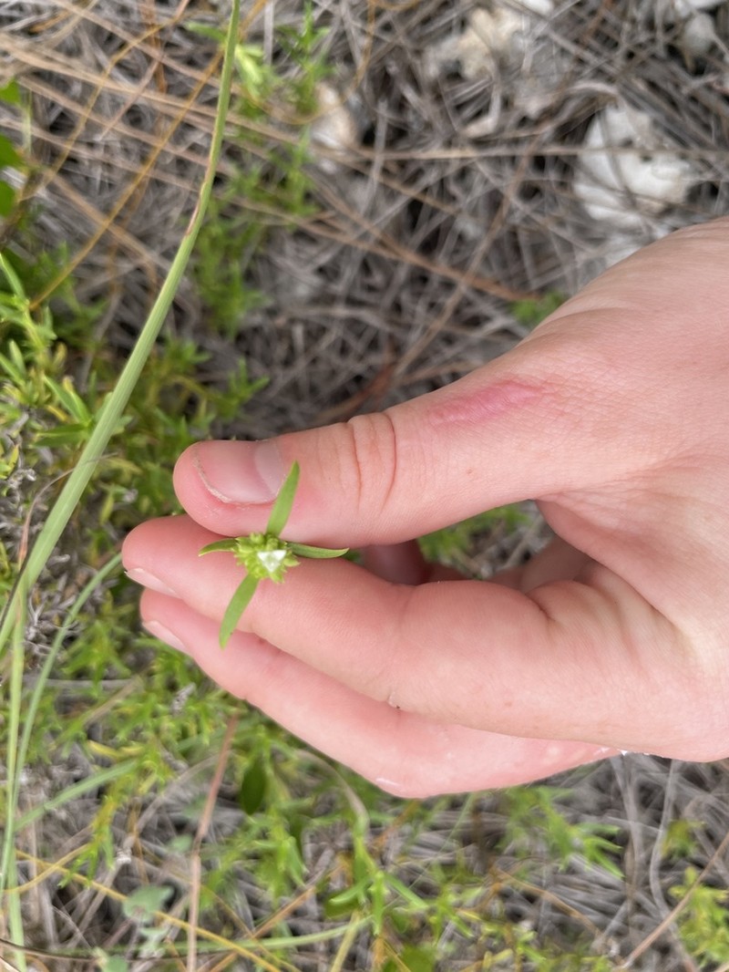 Spermacoce neoterminalis photo 7