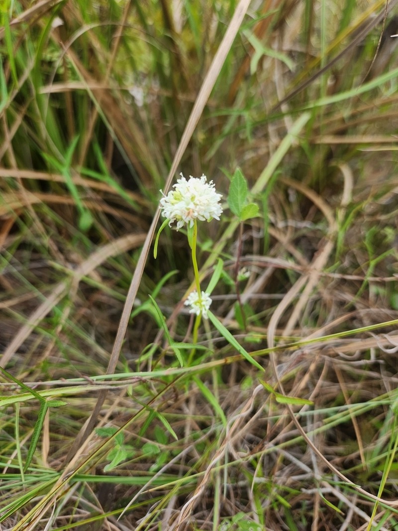 Spermacoce neoterminalis photo 8