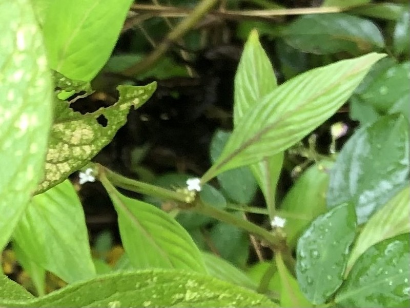 Slender Buttonweed photo 2
