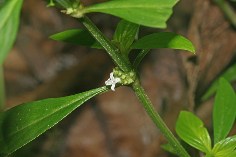 Slender Buttonweed photo 3