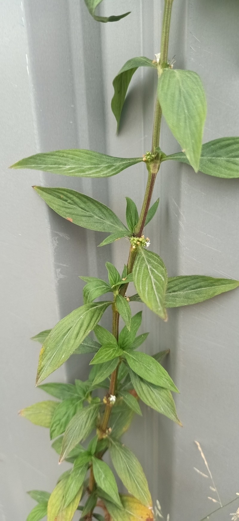Slender Buttonweed photo 4