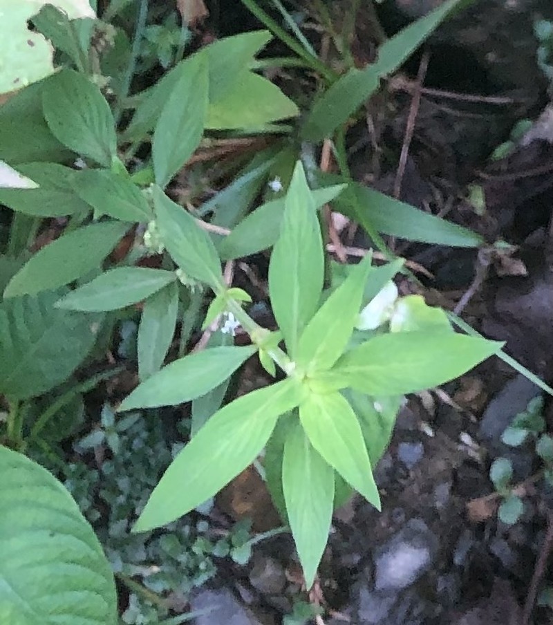 Slender Buttonweed photo 5