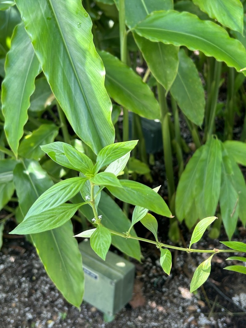Slender Buttonweed photo 6