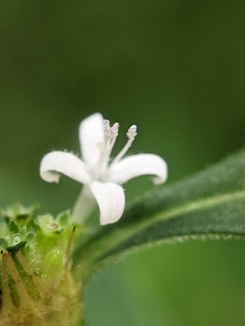 Slender Buttonweed photo 7